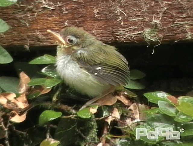 Dark-necked Tailorbird - ML720901