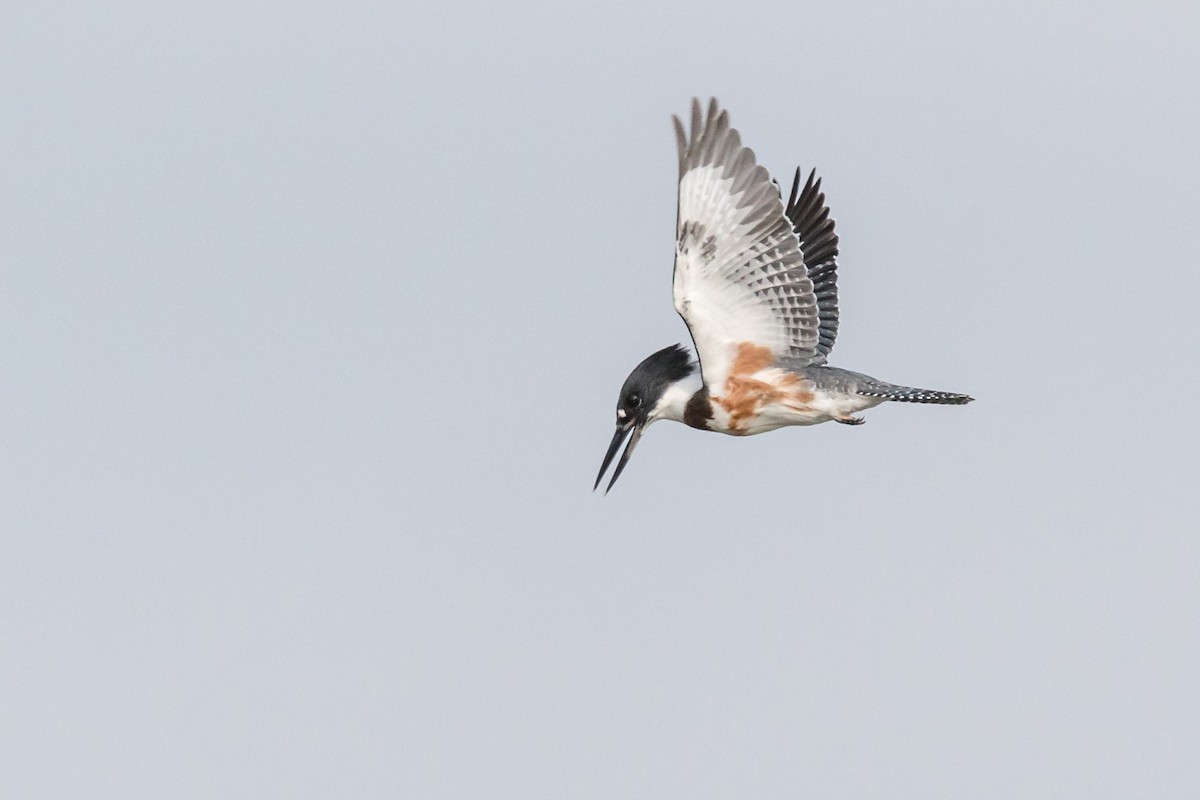 Belted Kingfisher - Brad Imhoff