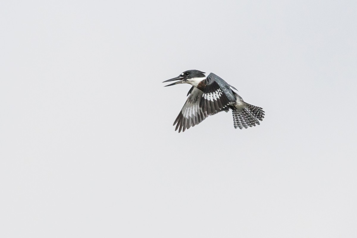 Belted Kingfisher - ML72090521