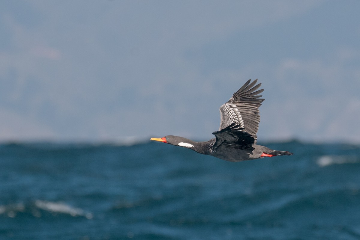 Red-legged Cormorant - Vicente Pantoja Maggi