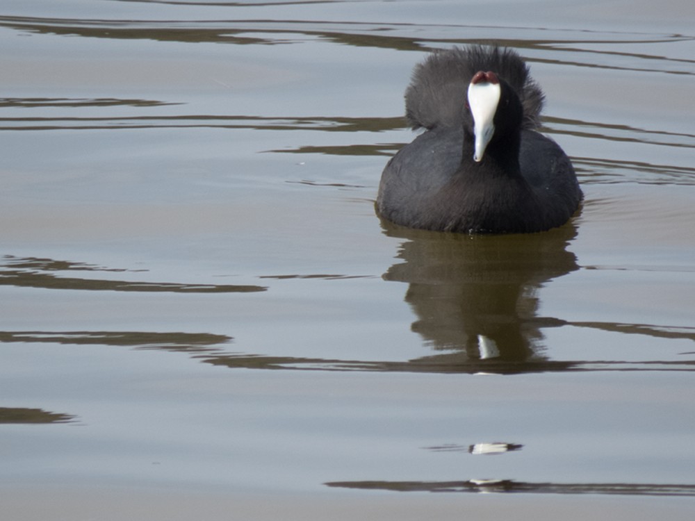 Red-knobbed Coot - ML72093531