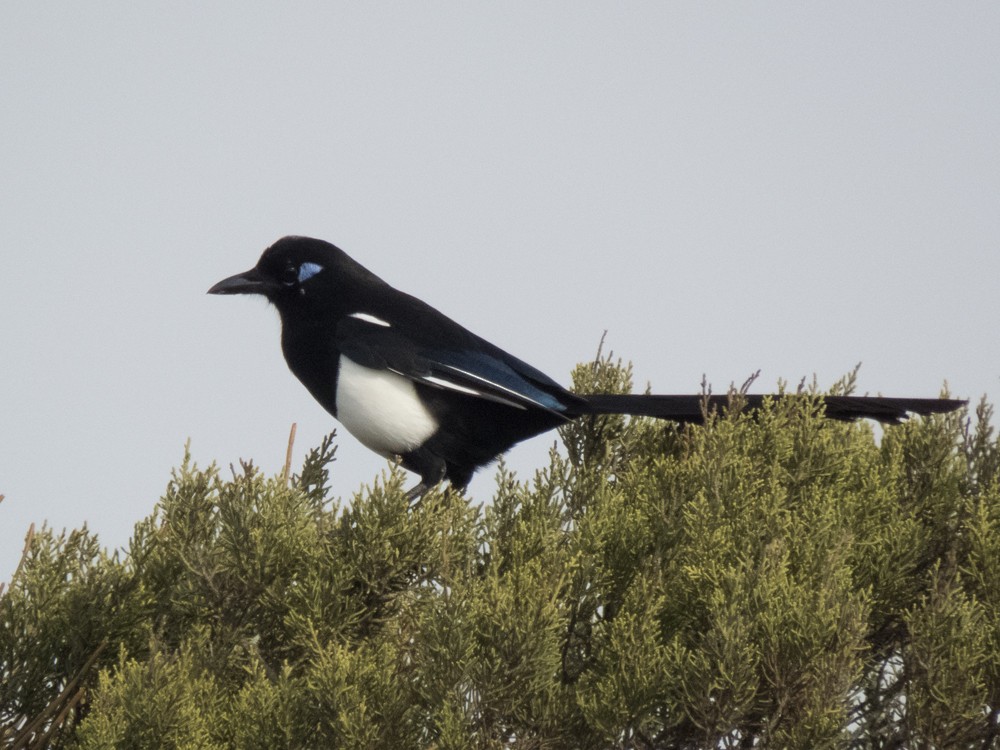 Maghreb Magpie - ML72093641