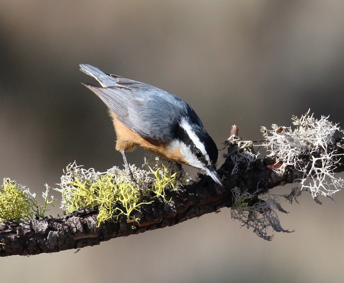 Red-breasted Nuthatch - ML72095831