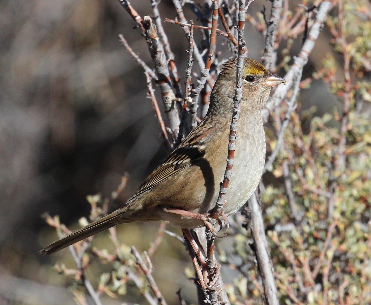 Golden-crowned Sparrow - Milton Vine