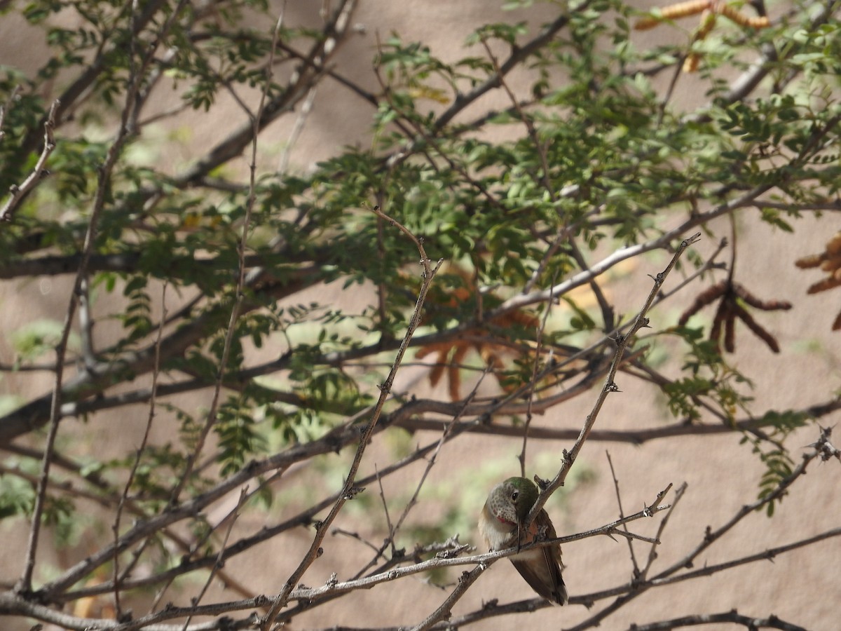 Broad-tailed Hummingbird - ML72100251