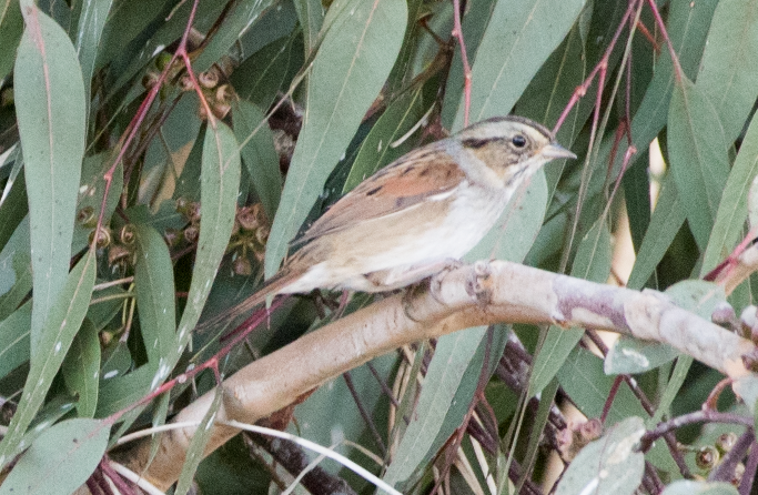 Swamp Sparrow - Tobin Master