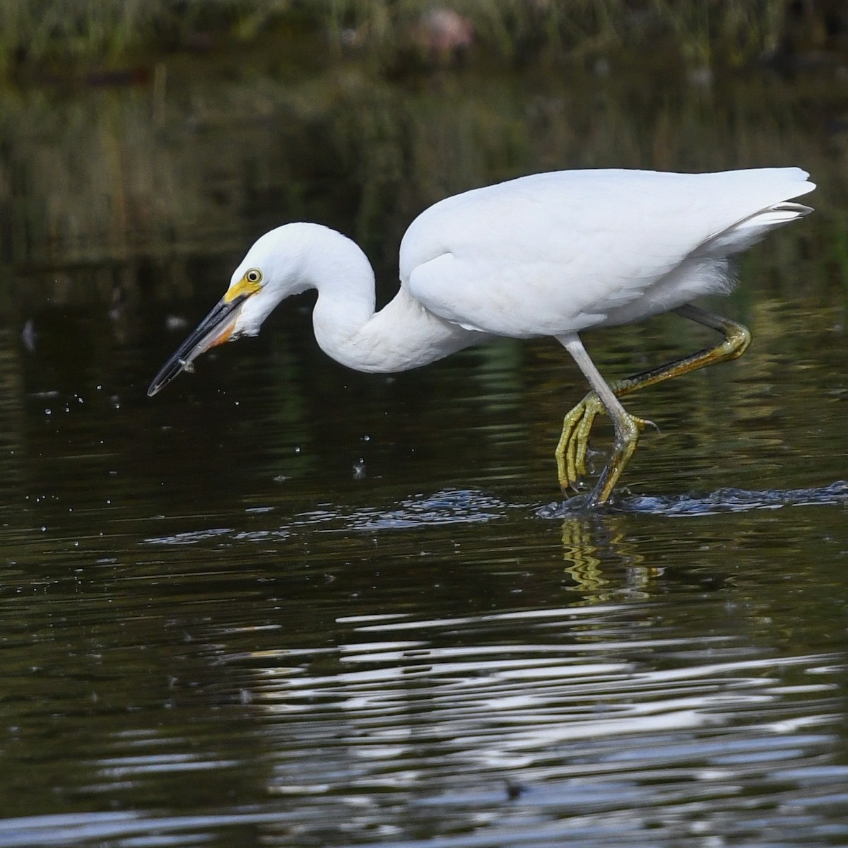 Snowy Egret - clay spencer