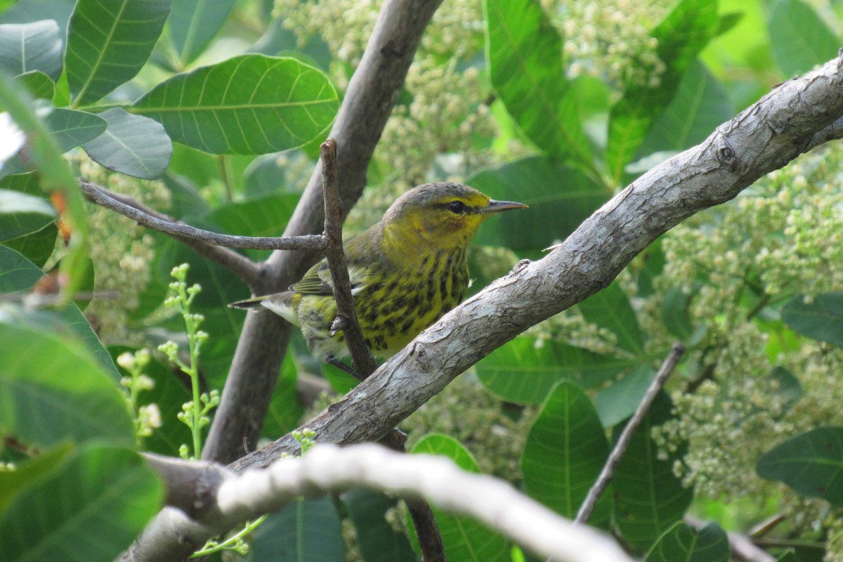 Cape May Warbler - ML72106681