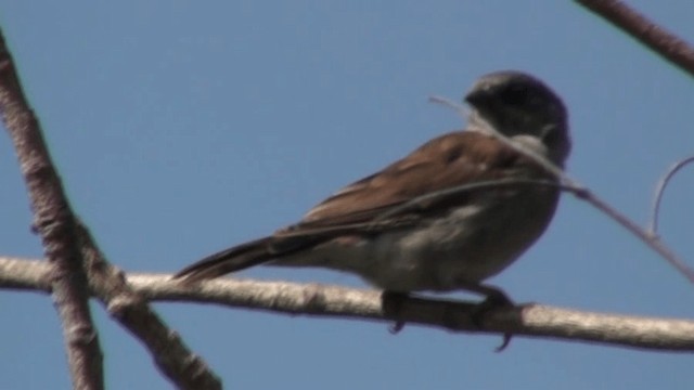 Northern Gray-headed Sparrow - ML721072