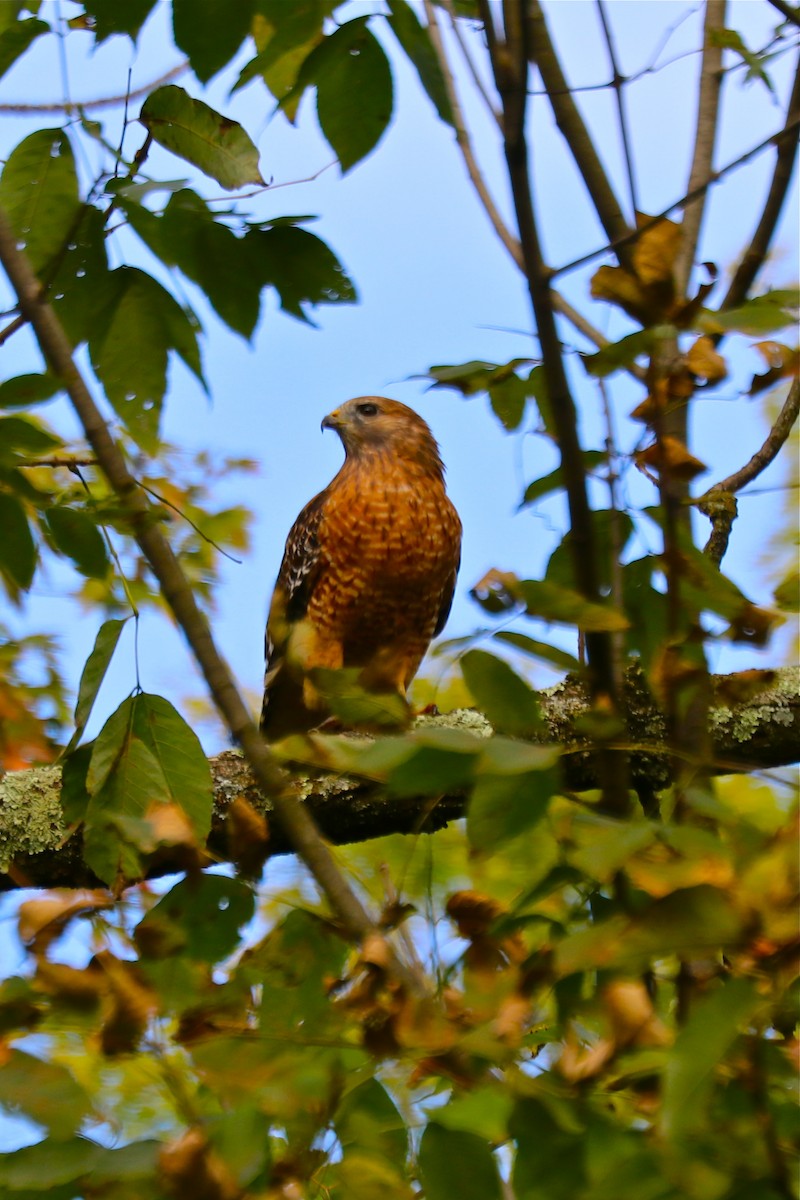 Red-shouldered Hawk - Rick&Peggy Price