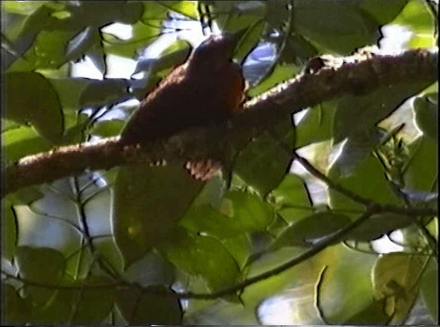 Rufous Woodpecker - ML721110