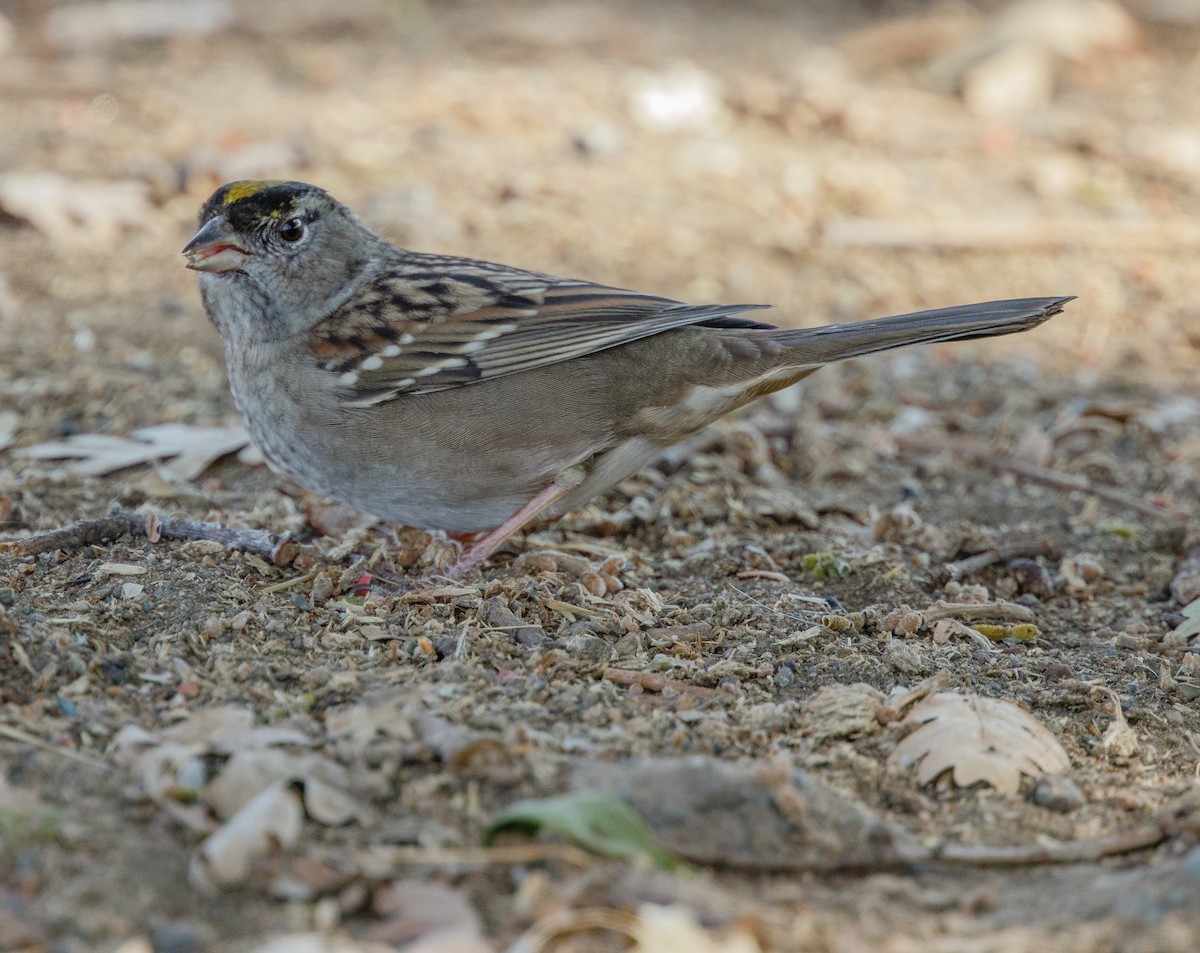 Golden-crowned Sparrow - Peter Hart