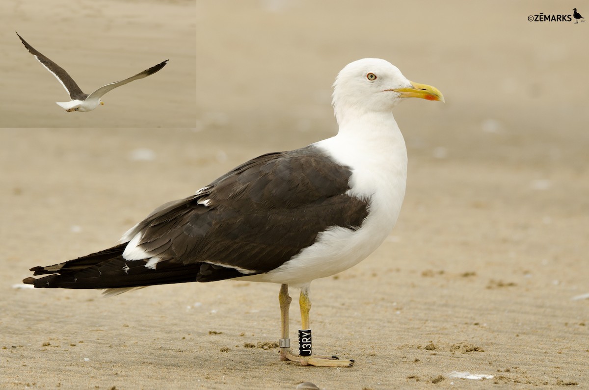 Lesser Black-backed Gull (intermedius) - ML72114811