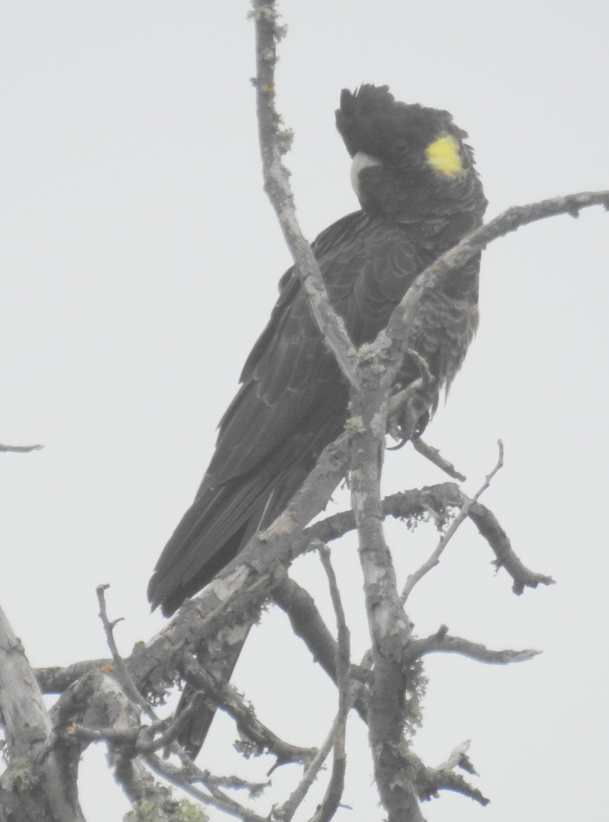 Yellow-tailed Black-Cockatoo - Colin Trainor