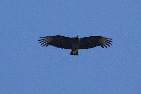 Black Vulture - robert bowker