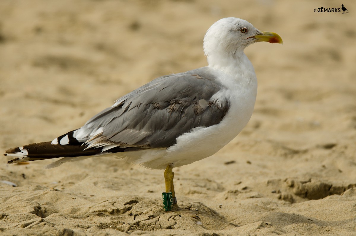 Yellow-legged Gull - ML72116201