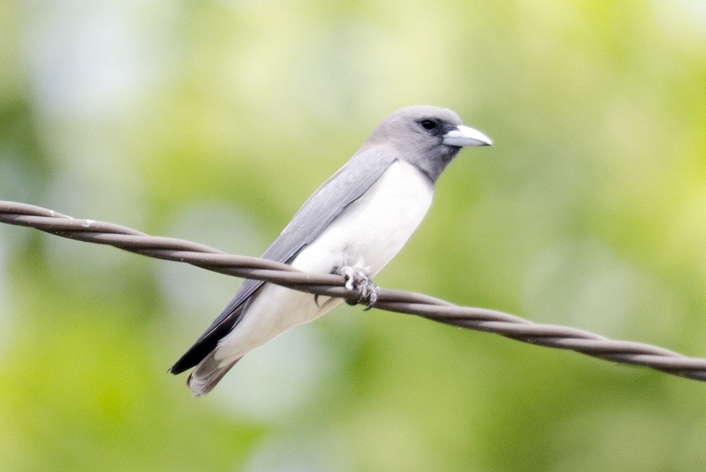 White-breasted Woodswallow - ML72116911