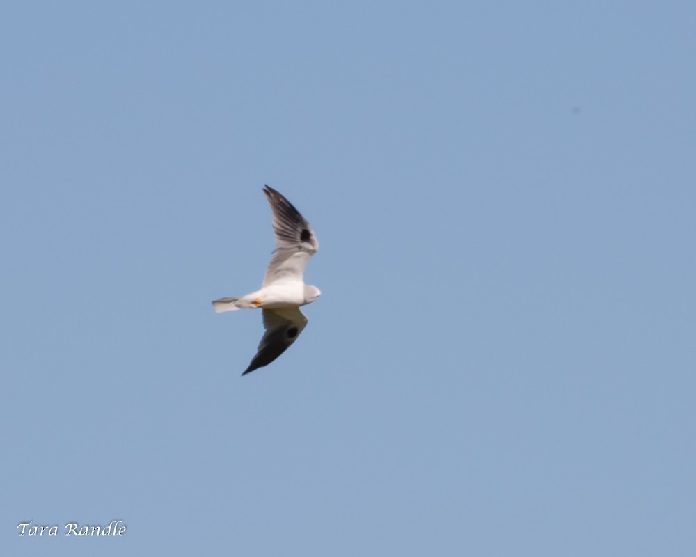 White-tailed Kite - Tara Randle