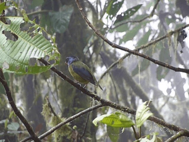 Moss-backed Tanager - ML721232