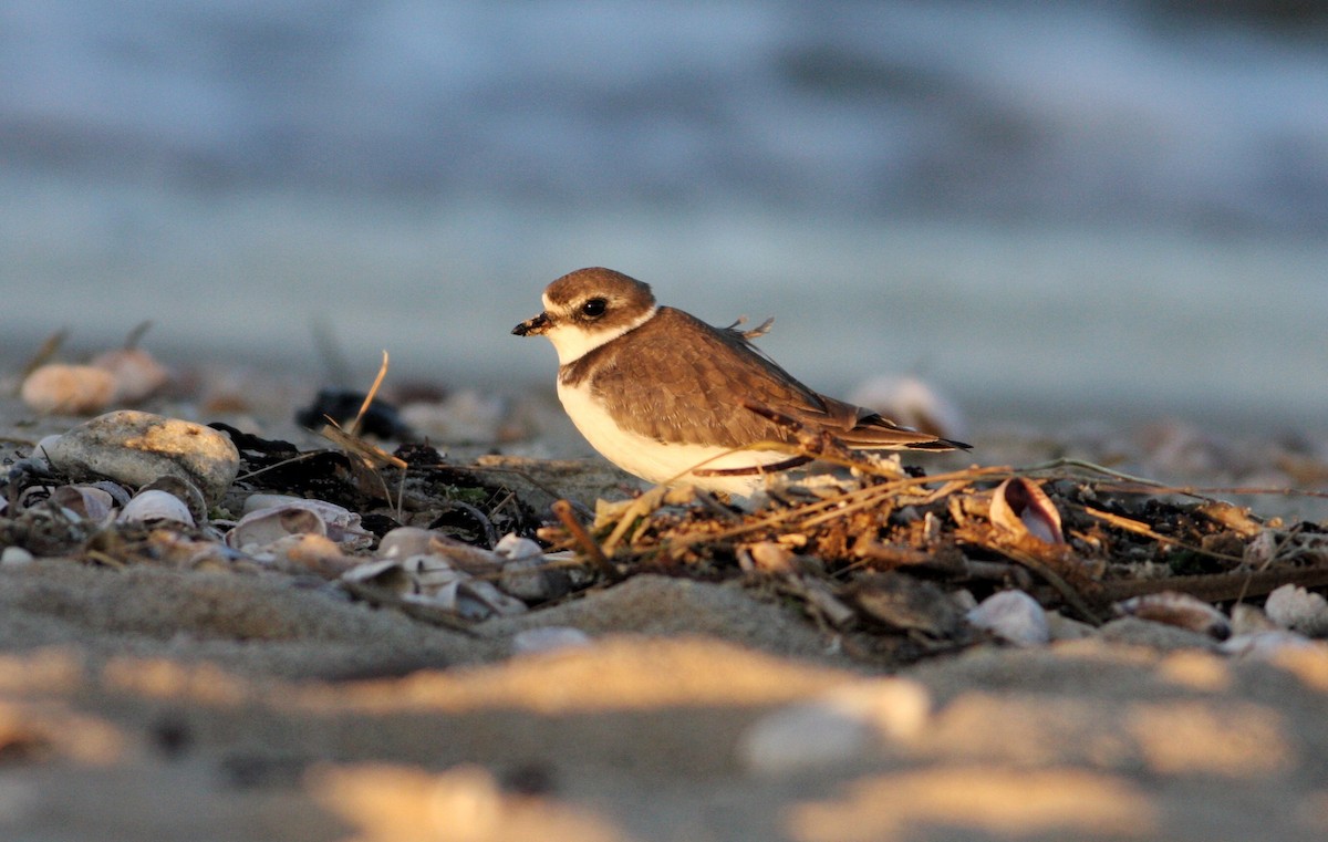 Semipalmated Plover - ML72129961