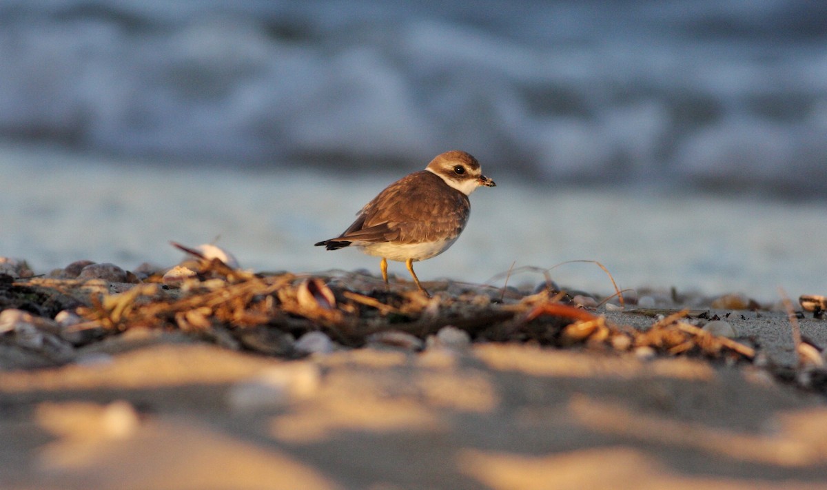 Semipalmated Plover - ML72129971