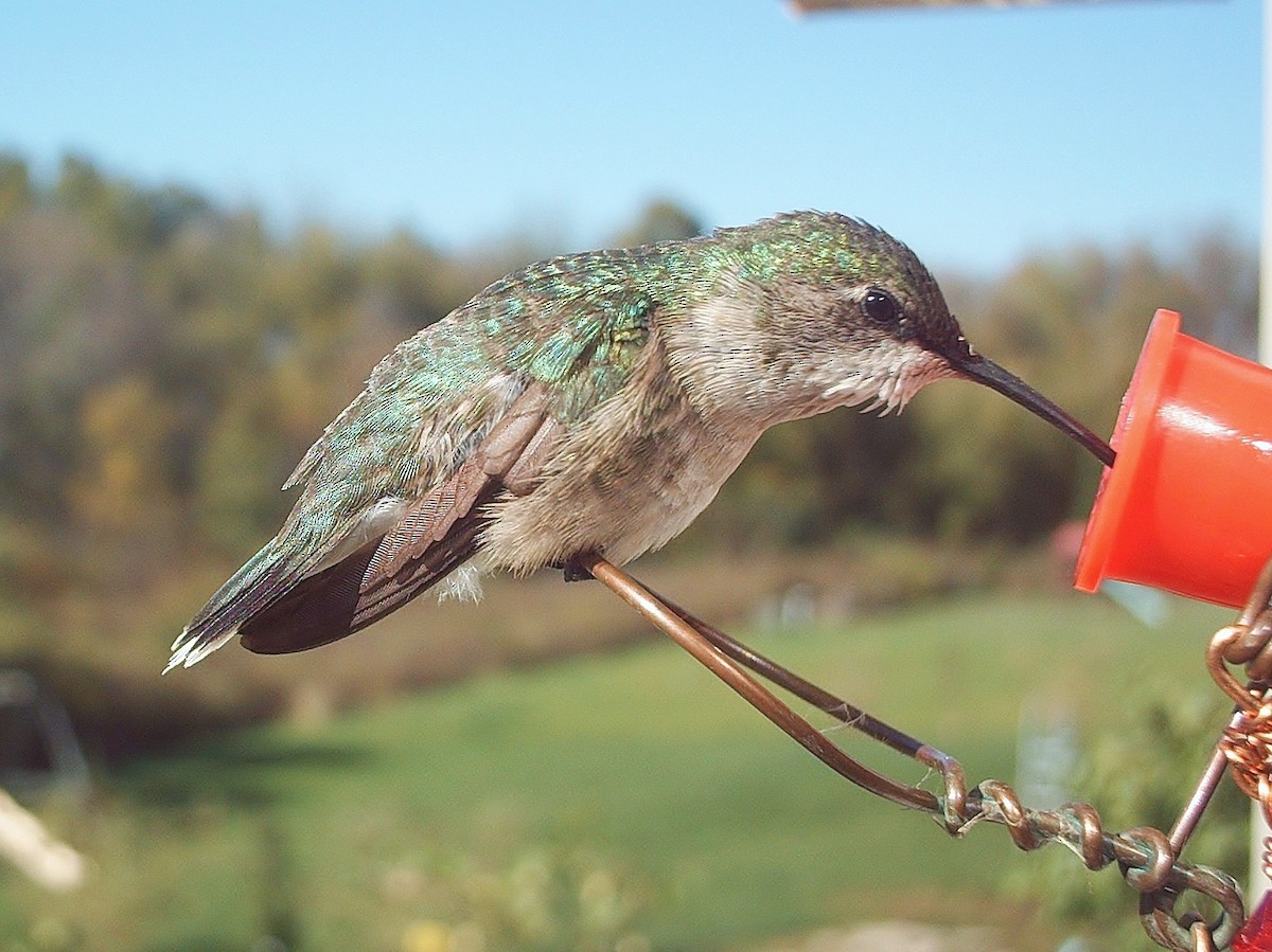 Ruby-throated Hummingbird - ML72129981