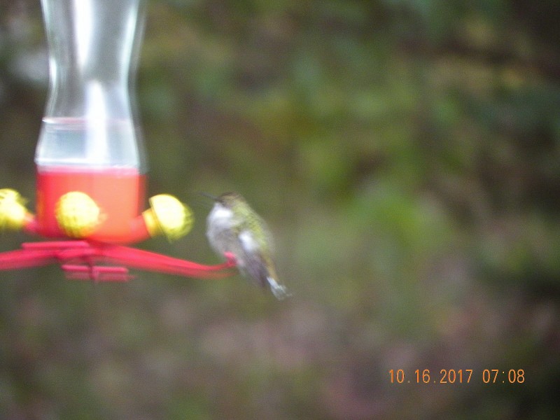 Ruby-throated Hummingbird - Michael Rock
