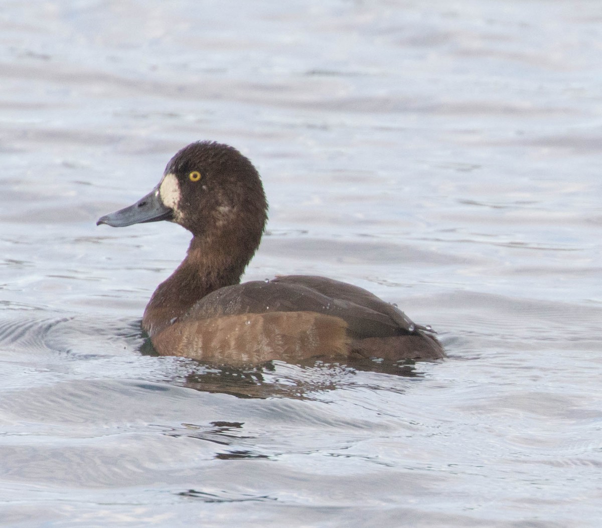 Greater Scaup - ML72134771
