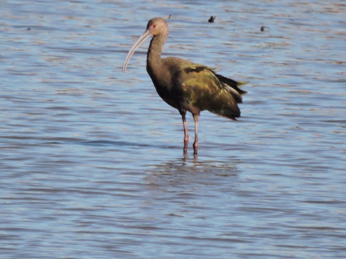 White-faced Ibis - Melody Walsh