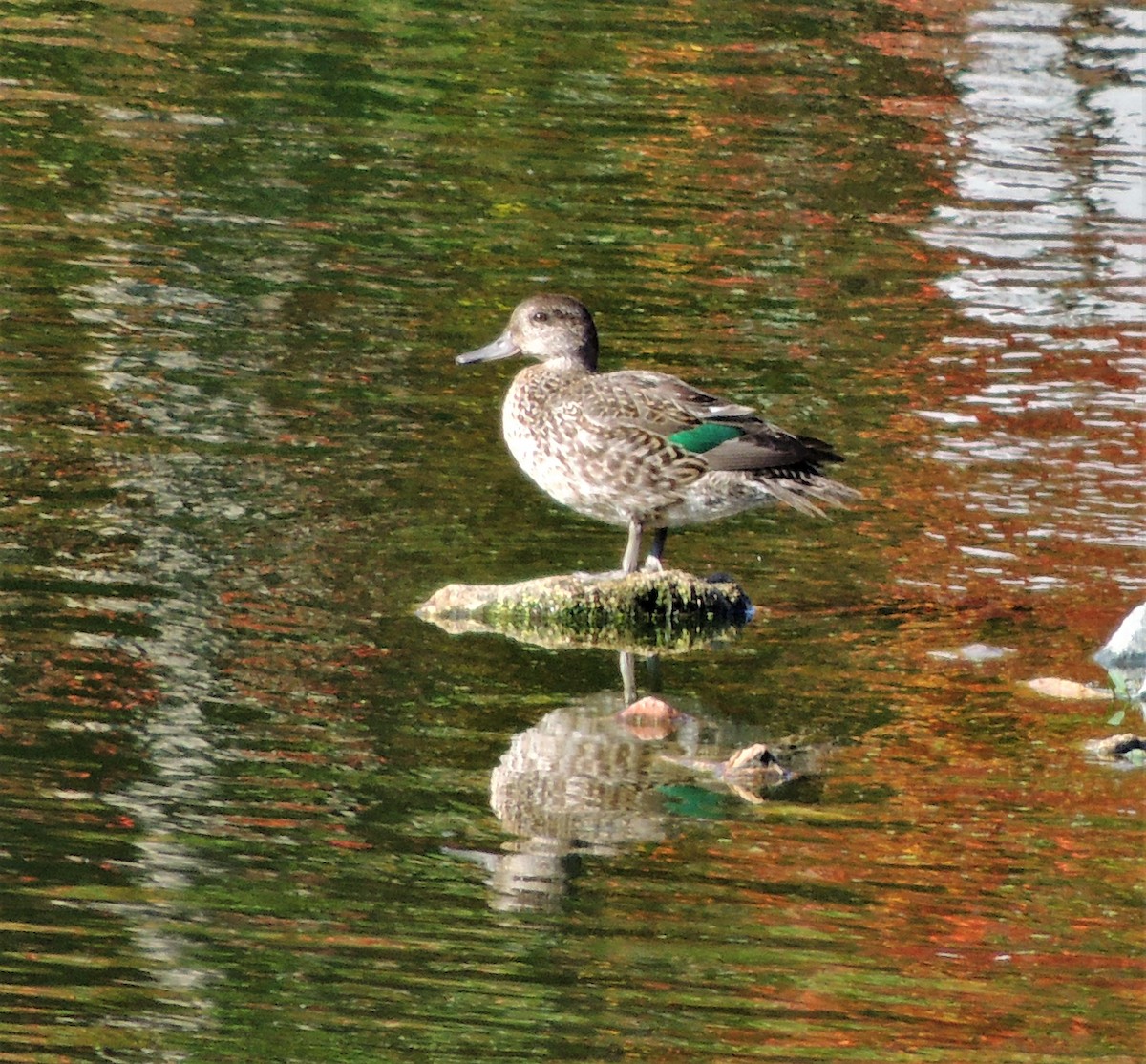 Green-winged Teal - ML72138591