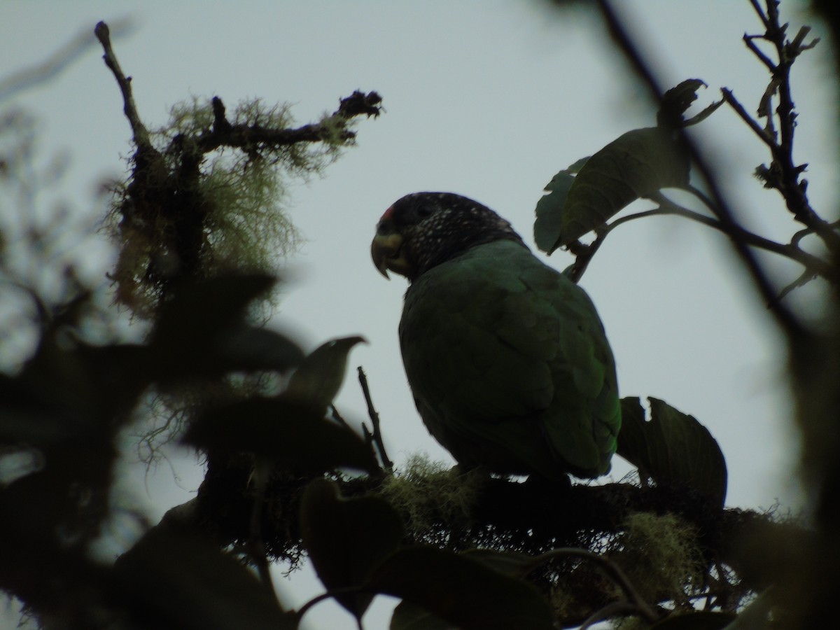 Speckle-faced Parrot - ML72140211