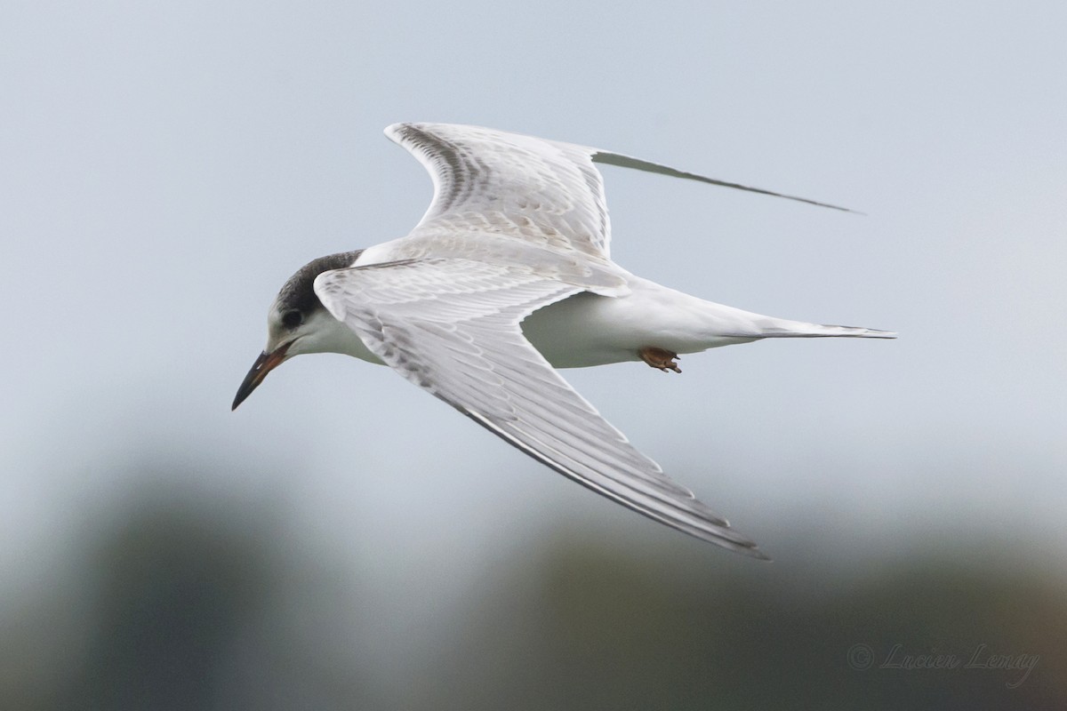 Common Tern - Lucien Lemay