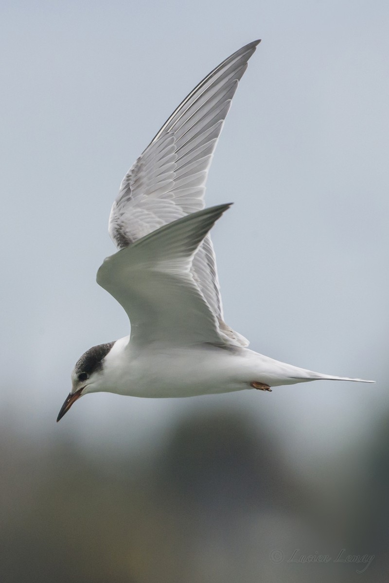 Common Tern - Lucien Lemay