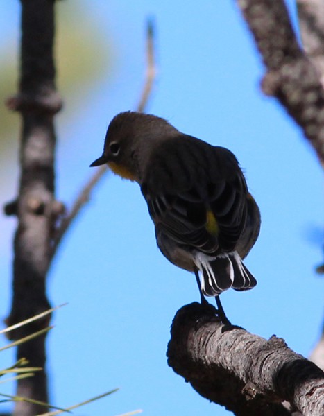 Yellow-rumped Warbler (Audubon's) - Ted Keyel
