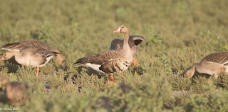 Greater White-fronted Goose, ML72143831