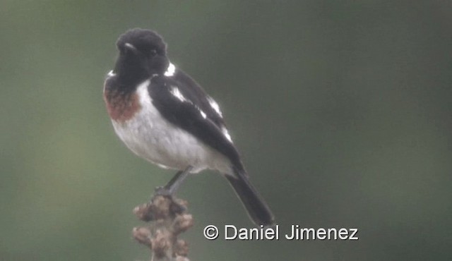 African Stonechat (African) - ML721486