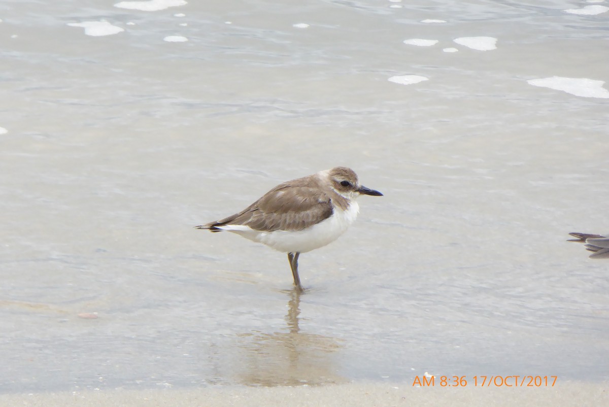 Greater Sand-Plover - Norton Gill