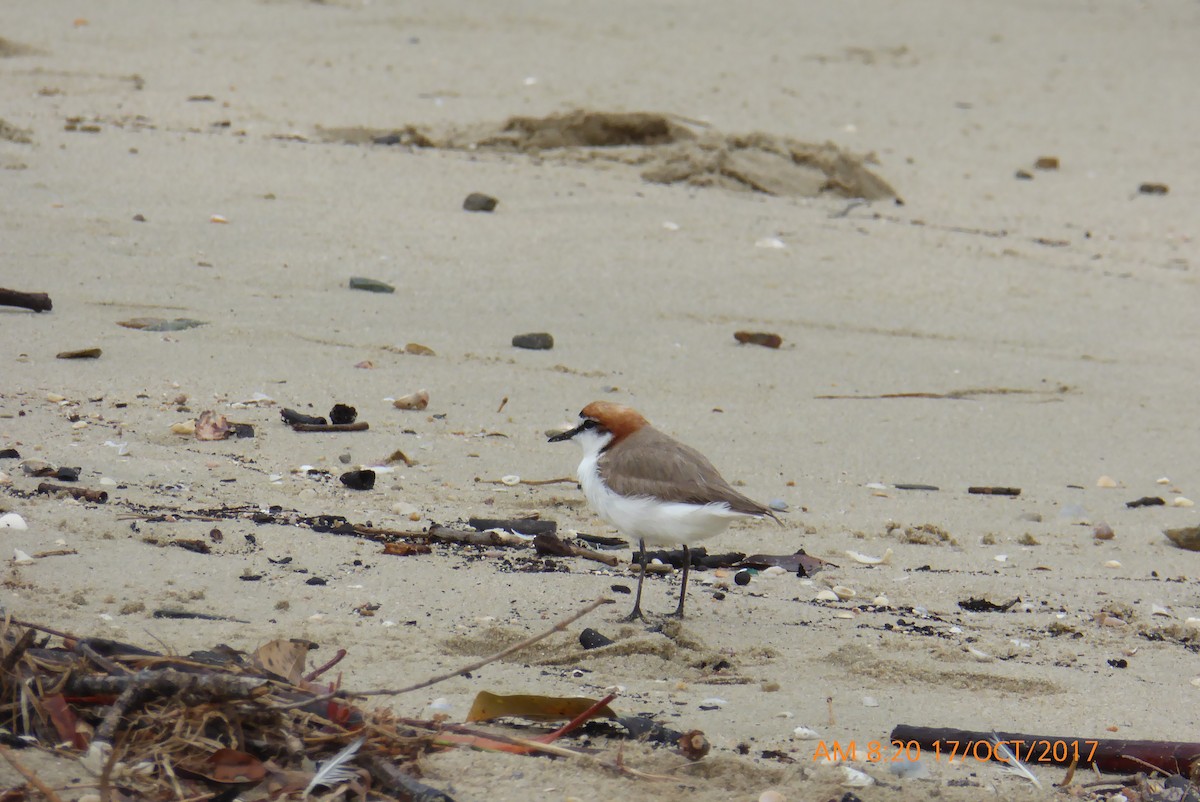Red-capped Plover - Norton Gill