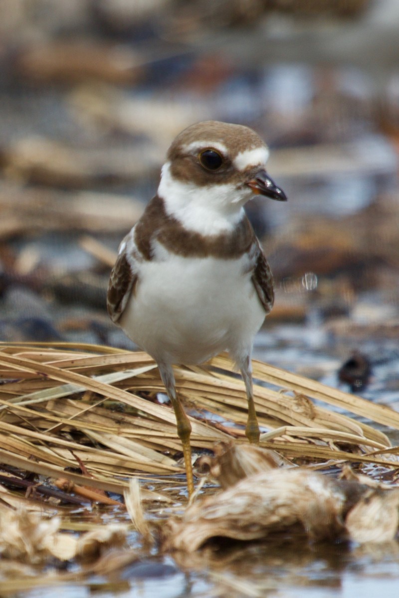 Semipalmated Plover - ML72151101