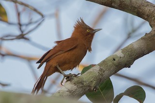  - Rufous Cacholote