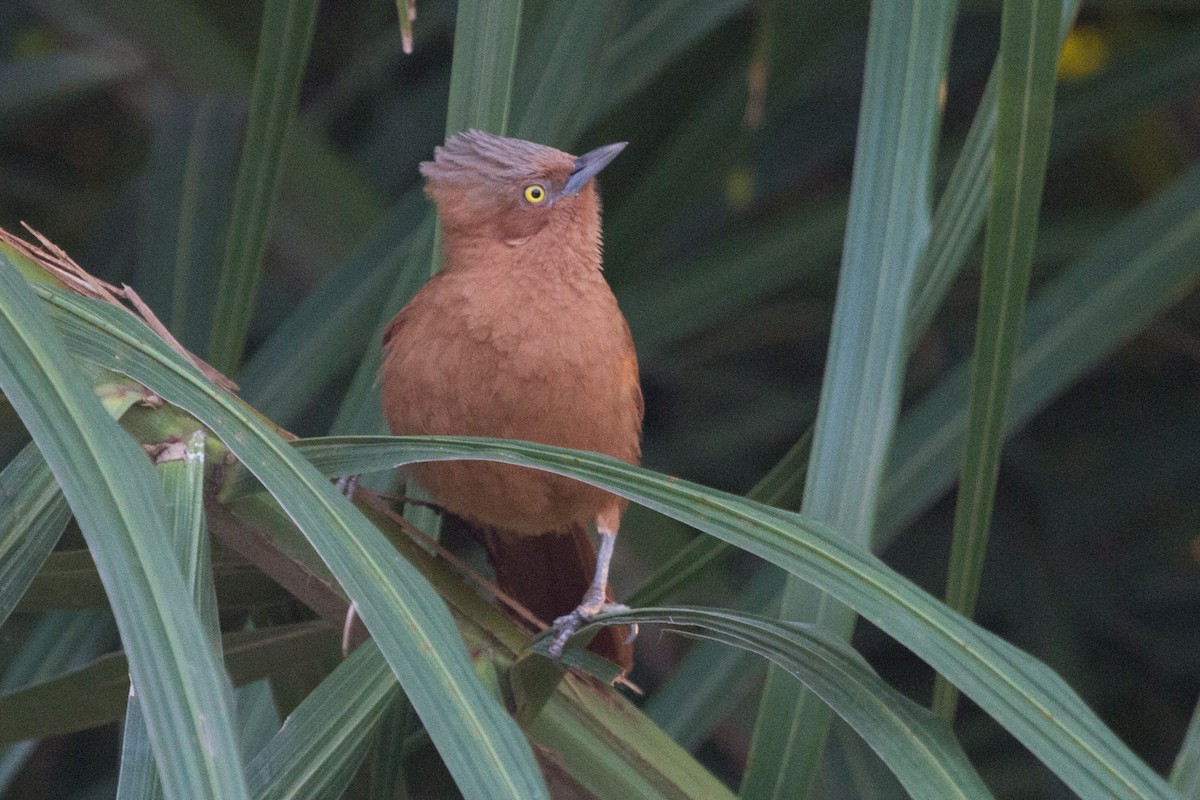 Rufous Cacholote - Lindy Fung
