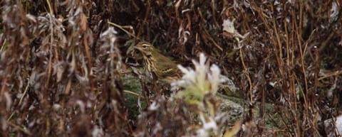 Olive-backed Pipit - ML72153241