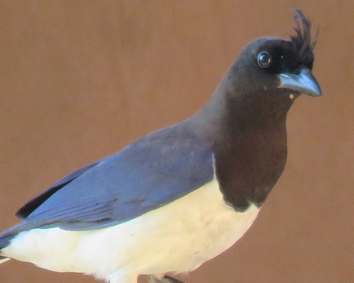 Curl-crested Jay - Jim Moore
