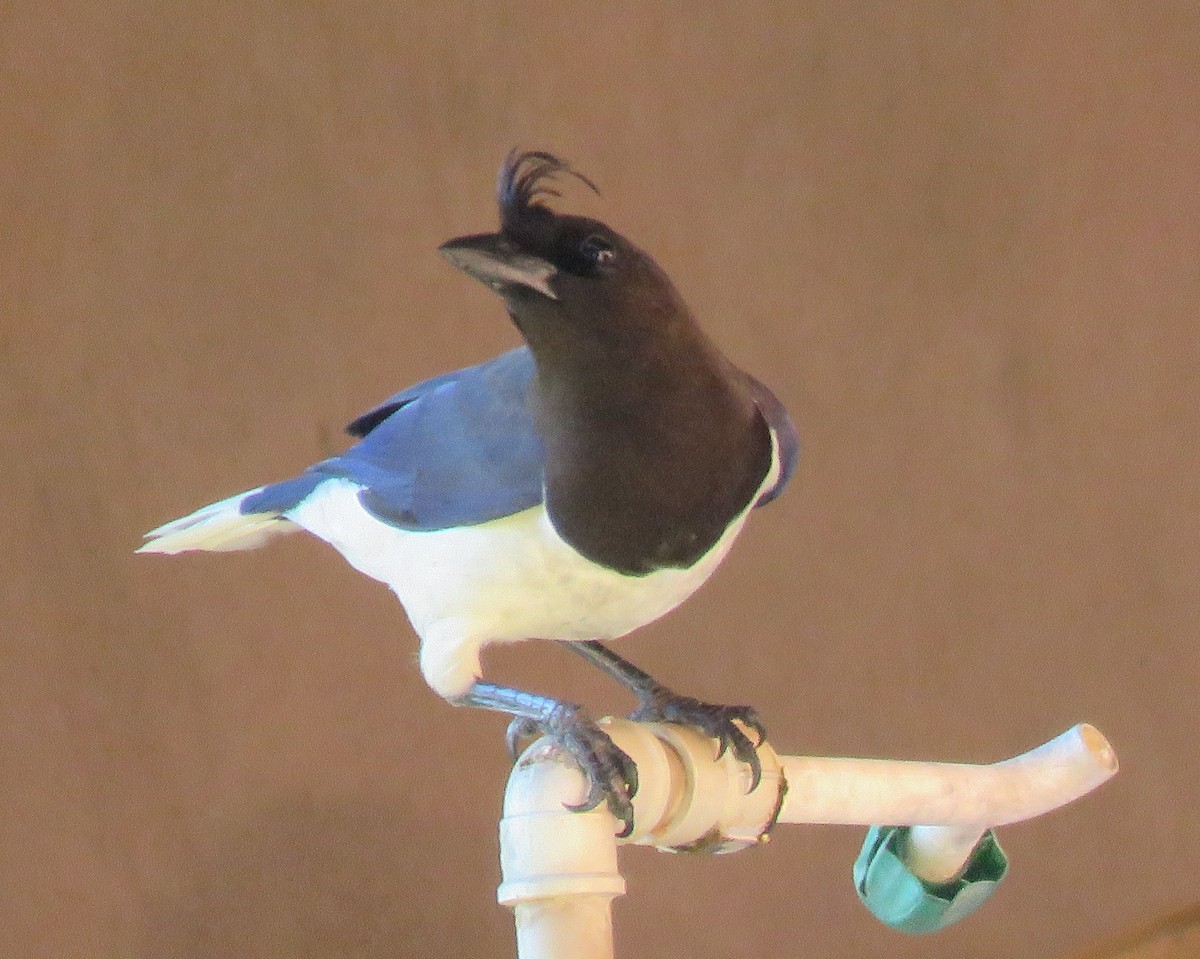 Curl-crested Jay - ML72155261