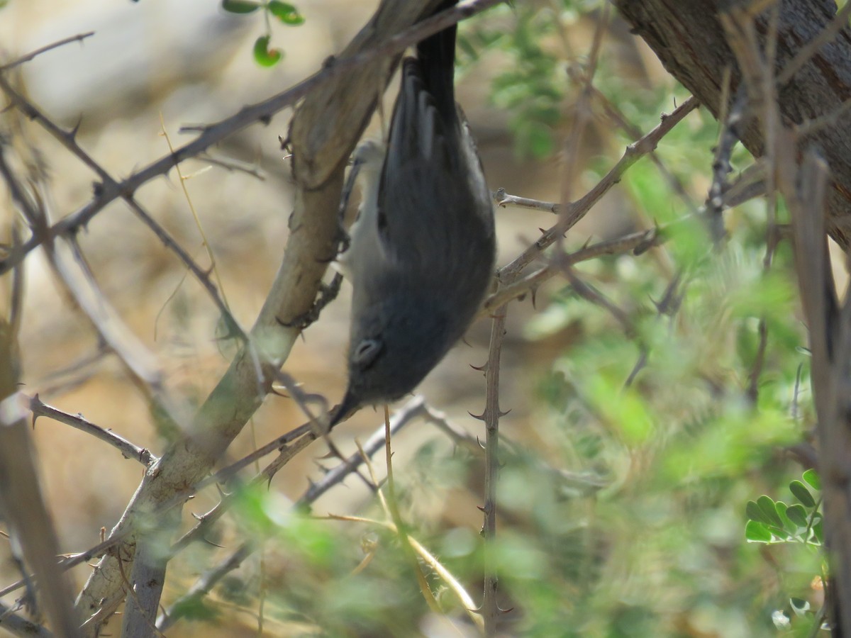Black-tailed Gnatcatcher - Robert Theriault