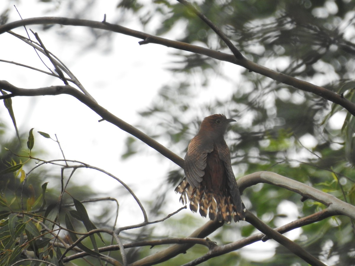 Common Cuckoo - Bhanu Sridharan