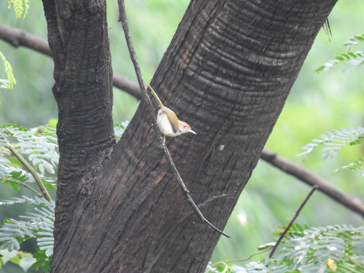 Common Tailorbird - Bhanu Sridharan