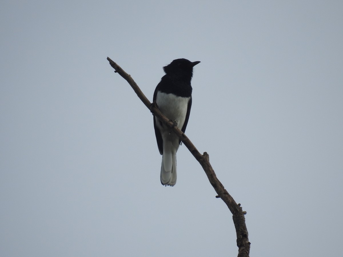 Oriental Magpie-Robin - Bhanu Sridharan