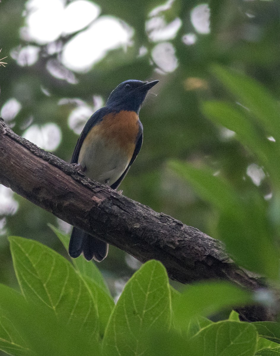 Blue-throated Flycatcher - abhishek ravindra