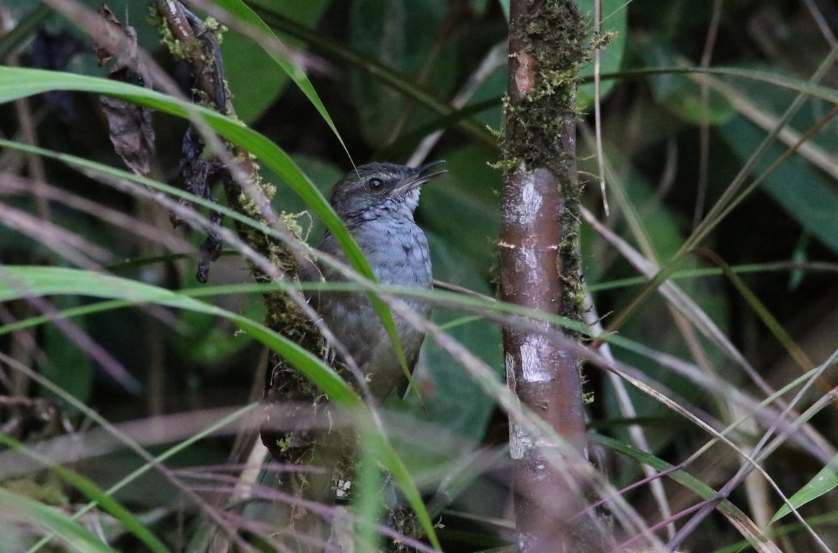 Long-tailed Bush Warbler - Pete Simpson